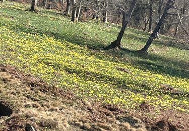 Randonnée Marche Bullange - Balade des Jonquilles :Rocher de Bieley 12 Km - Photo