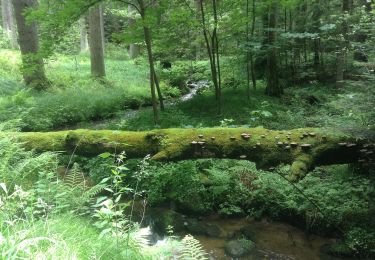 Randonnée A pied Windischeschenbach - Windischeschenbach Rundwanderweg Nr. 3 - Photo