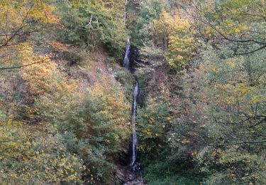 Trail Walking Waimes - Warche-Tro Maret-Baheyon - Photo