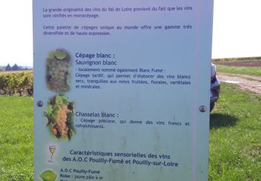 Tour Wandern Pouilly-sur-Loire - Pouilly de Loire en vigne - Photo