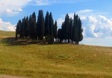 Trail On foot San Quirico d'Orcia - i Cipressi - Photo