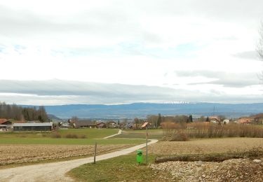 Excursión A pie Murten - Oberburg - Ulmiz - Photo