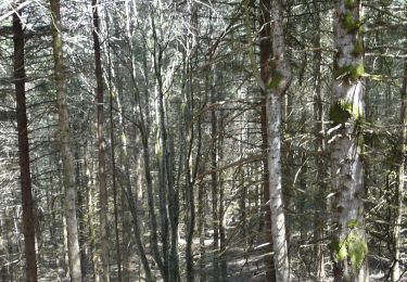 Randonnée Marche Chabreloche - Chabreloche - Les bois noirs - Photo