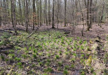 Excursión A pie Bad Homburg vor der Höhe - Rehbockweg - Photo