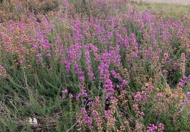 Randonnée Marche Maasmechelen - Mechelse Heide à Maasmechelen - Les bruyères - Photo