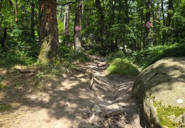 Trail Walking Soisy-sur-École - Soizy-sur-Ecole - La Padole - Photo