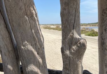 Trail Walking Aigues-Mortes - Les Salins D’Aigues Mortes - Photo