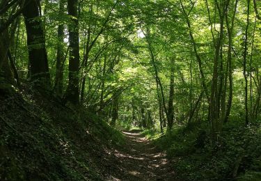 Randonnée Marche Bourg-et-Comin - Bourg Comin Paissy troglodytes  - Photo