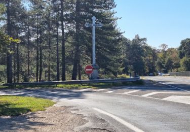 Tocht Stappen Fontainebleau - Sentier Denecourt 3 - Photo