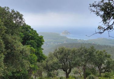 Trail Walking Bormes-les-Mimosas - Pas de la Grillote - Photo