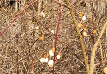 Percorso Marcia Maidières - Maidières la croix robert forêt de puvenelle retour par la tranchée de Maidières puis tranchée de Mamey - Photo