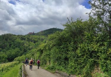 Trail Walking Ribeauvillé - Ribeauvillé les 3 château  - Photo