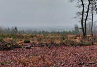 Trail Walking Sainte-Ode - La Vacherie 141221 - Photo
