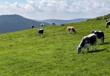 Trail Walking Kruth - Col Herrenberg - reinkopf boucle 8,1 km - Photo