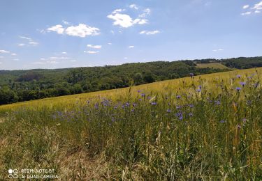 Tour Wandern Yvoir - Bauche - Évrehailles - Tricointe - Photo