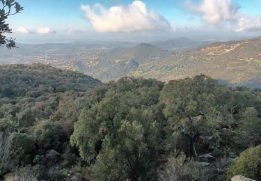 Trail Walking Bormes-les-Mimosas - Les 3 cols de Bormes Les Mimosas-31-01-2024 - Photo