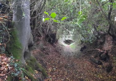 Trail Walking Elven - PR_56_Elven_AA_01_Bois-Et-Cours-D-Eau_Circuit1b_20210707 - Photo