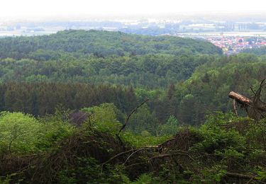 Excursión A pie Preußisch Oldendorf - Eggetaler Panorama Rundwanderweg - Photo