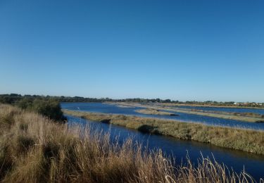 Tour Wandern Les Sables-d'Olonne - OLONNE SUR MER ( les marais)  - Photo