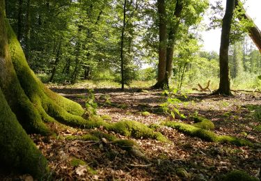 Randonnée Moteur Tenneville - Tenneville Découvertes - Histoires d'Arbres - Photo