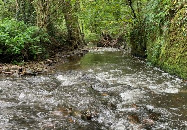 Trail Walking Seraing - Croix jaune - Bois de l'Abbaye - Photo