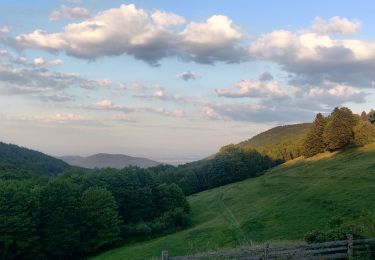 Trail Walking Lauw - 2022-07-14 Marche Lauw Refuge CAF Baerenkopf - Photo