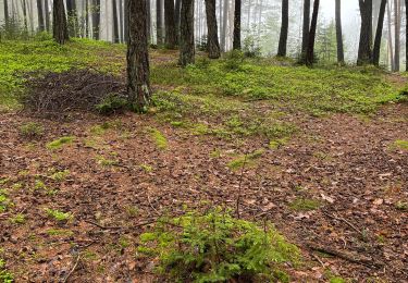 Tocht Stappen Baselga di Piné - Prova bagno di foresta - Photo