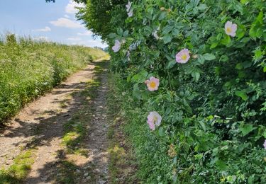 Trail Walking Anthisnes - de la ferme Rapion à la ferme-Château - Photo