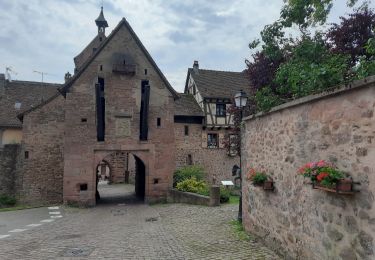 Tour Wandern Hunaweier - De Hunawihr à Riquewihr - Photo