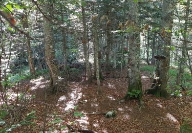 Trail Walking Saint-Pierre-d'Entremont - Le Grand Som en boucle - Photo