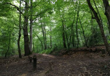 Tour Wandern Fontainebleau - table du roi R - Photo