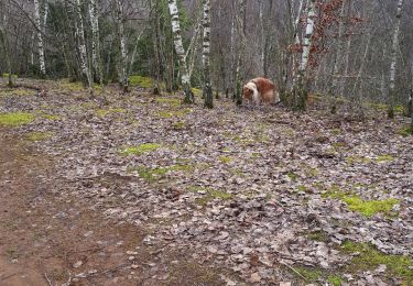 Excursión Senderismo Differdange - fond de gras - Photo