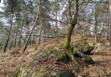 Trail Walking Moret-Loing-et-Orvanne - veneux les sablons par rocher brûlé  - Photo