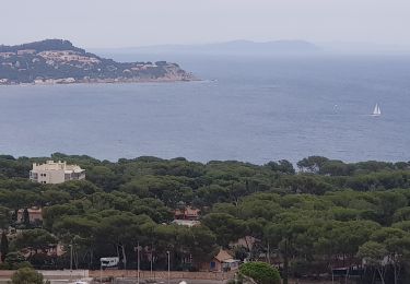 Tour Pfad La Seyne-sur-Mer - petit trail sympa dans la forêt de fabregas  - Photo