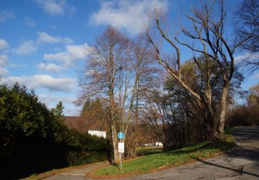 Excursión A pie Neumarkt in der Oberpfalz - Graßahofer Rundweg - Photo