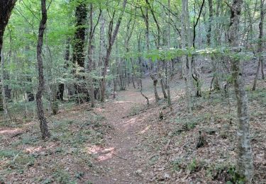 Percorso Marcia Bagnols-en-Forêt - Piste de la forêt royale et le moulin - Photo