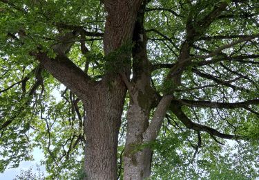 Tour Wandern Libin - Anloy - Photo