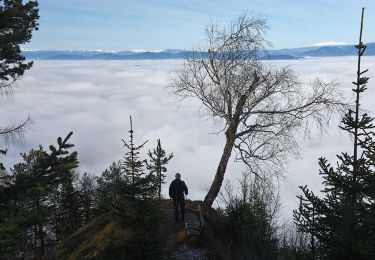 Randonnée A pied Eisenkappel-Vellach - Wanderweg 20 - Photo