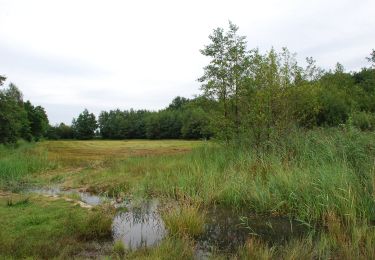 Excursión A pie Epe - Welkom op Tongerense Heide en Wisselse Veen! Rode route - Photo