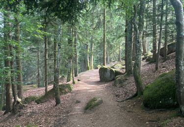 Trail sport Obernai - Domaine St Jacques Mont St Odile  - Photo
