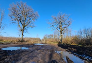 Tocht Mountainbike Brasles - Brasles VTT du 02/02/2025 - Photo