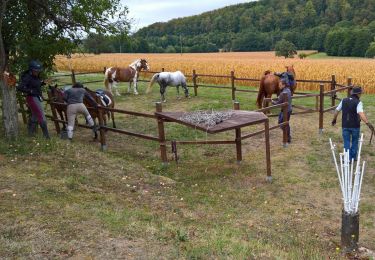 Percorso Equitazione Lobsann - Lobsann et alentours - Photo