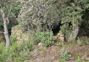 Trail Walking Bormes-les-Mimosas - Chartreuse de la Verne - Photo
