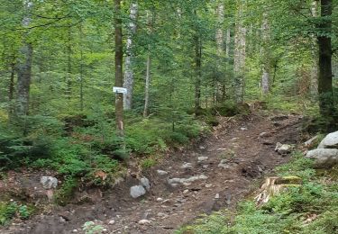 Tour Wandern Woll - col de la vierge ventron - Photo