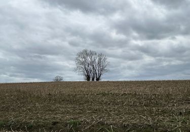 Tour Wandern Genappe - Bousval 22 km - Photo