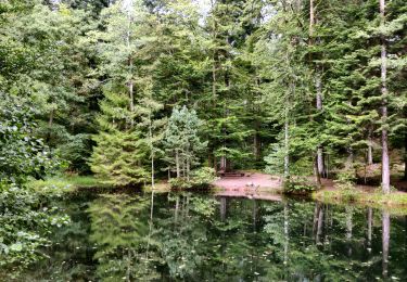 Trail Horseback riding Plaine - 2020-08-23 Balade Parcours Chevauchée Plaine - Photo