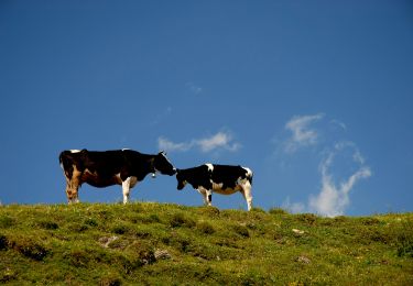 Tocht Te voet Brenner - Brennero - IT-22 - Photo