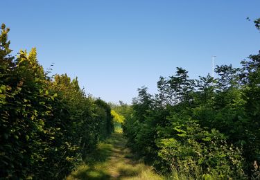 Trail Walking Liège - Rocourt - Xhendremael - Rocourt  - Photo