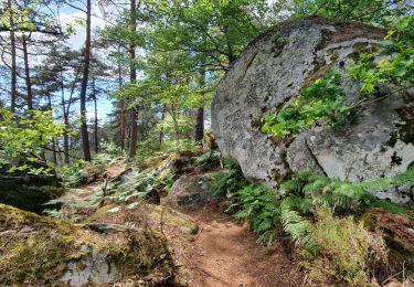 Tocht Stappen Fontainebleau - Fontainebleau Circuit PR Sentier Denecourt 5 - Photo