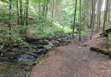 Trail Walking Malmedy - Les crêtes de la Warche - MDY 22 - Photo